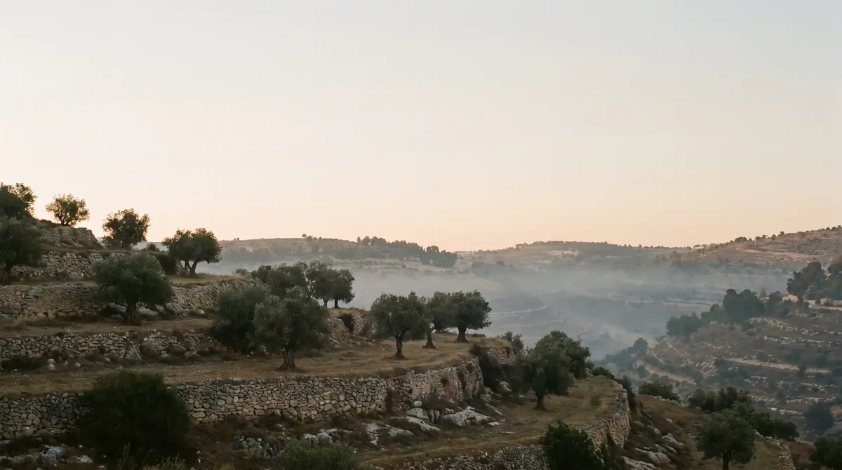 Die Hügel westlich von Jerusalem im ersten Licht, Terrassen mit Olivenbäumen.