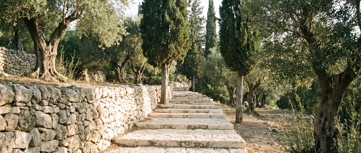 Ein Steinweg zwischen Zypressen und Olivenbäumen an einem Hang in Israel.